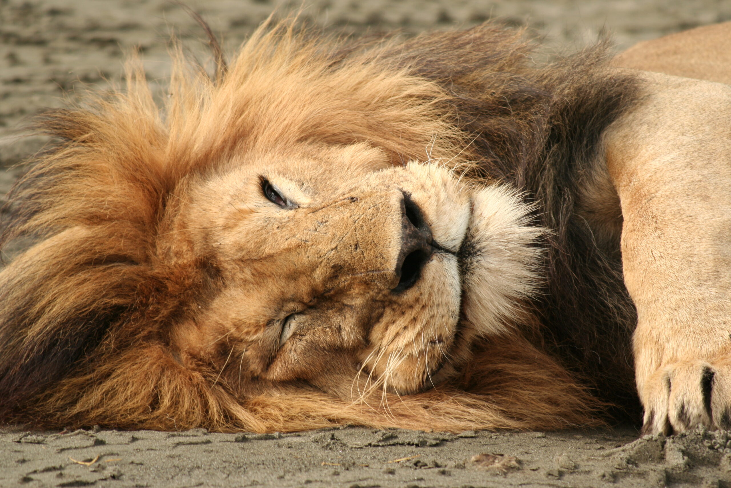 Wilderness Usawa Serengeti, the first luxury mobile camp in Tanzania