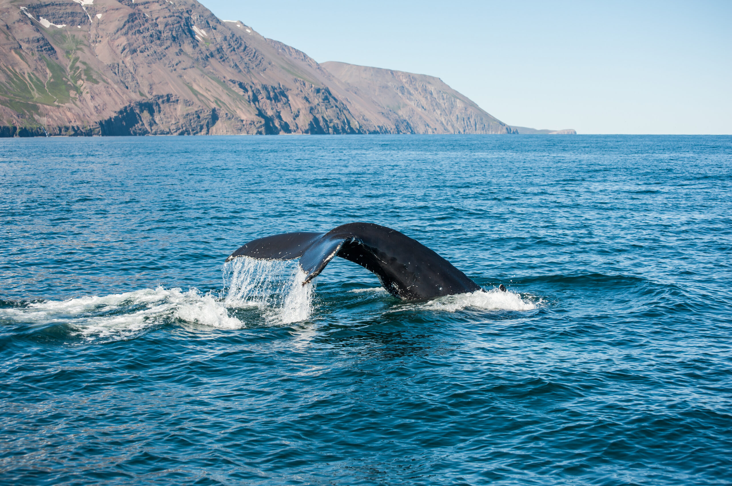 The Best Places to Go Whale Watching - Simplexity Travel