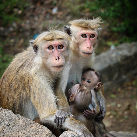 sri lanka 6