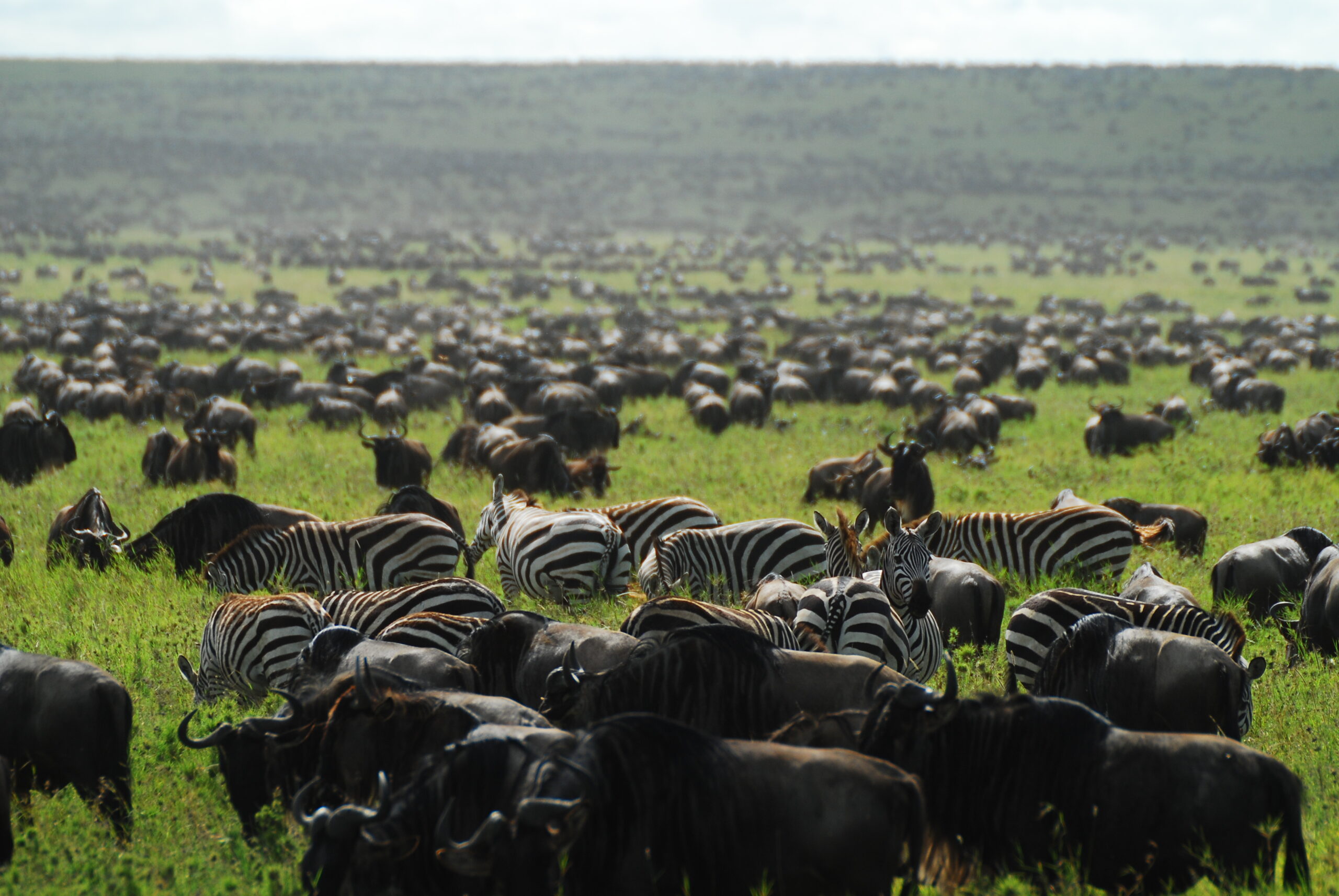 Wilderness opens camp in the Serengeti